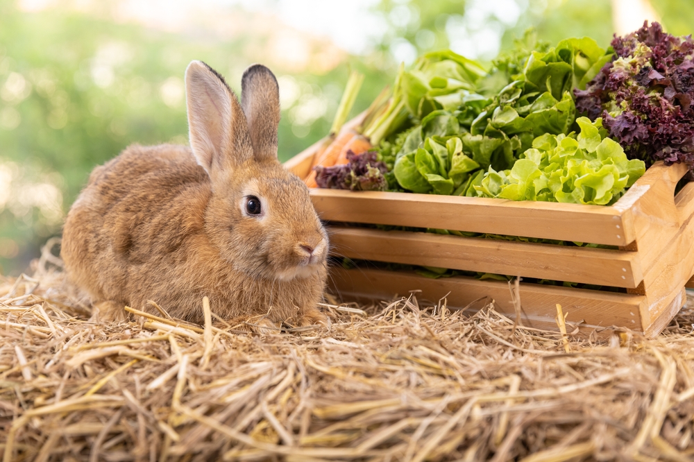 rabbit sitting next to nutritional foods